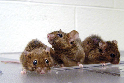 mice with the Klotho gene